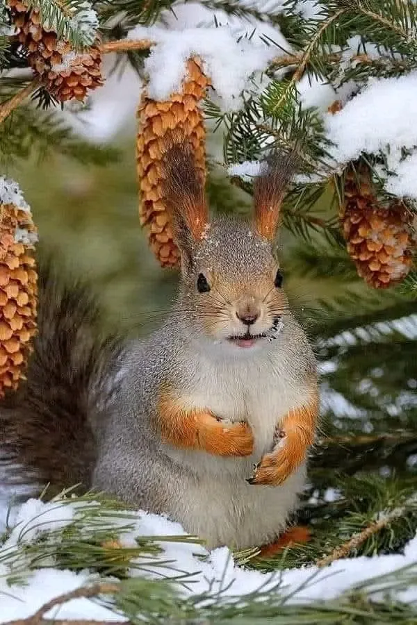 Лесная красавица 🐿 #1