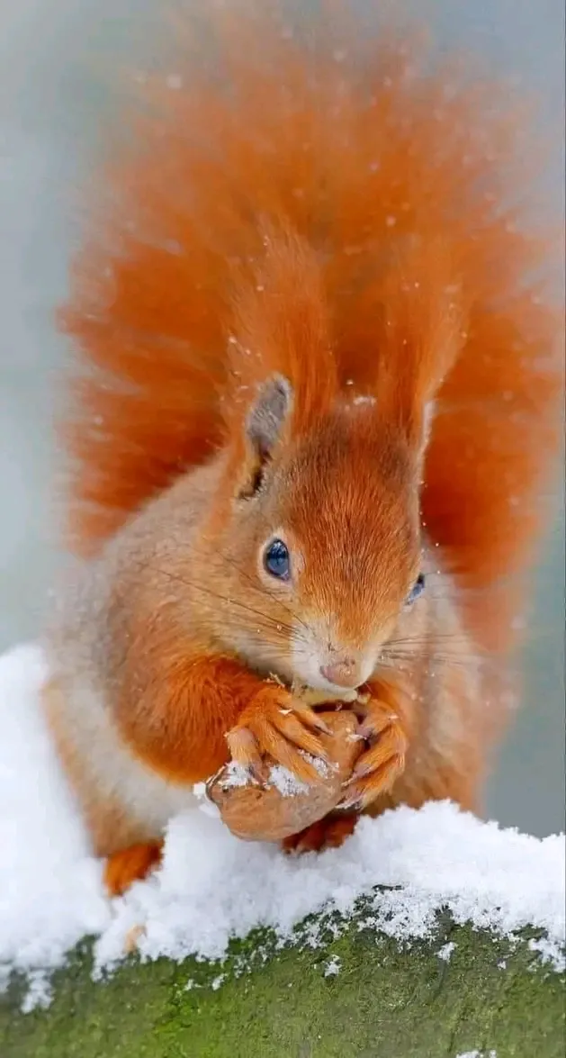 Лесная красавица 🐿 #2