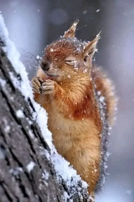 Лесная красавица 🐿 #3