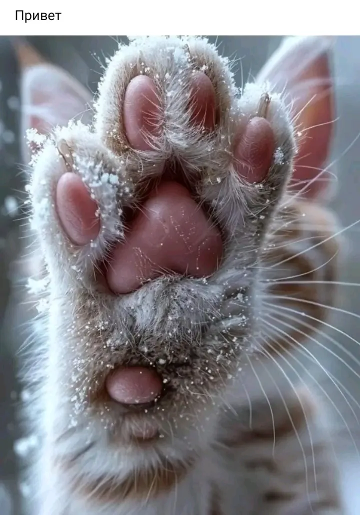Дай пять🐱 #1
