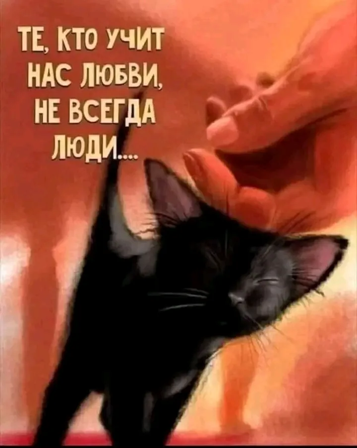 Фото, искусство, добро, кот, кошка, любовь, 