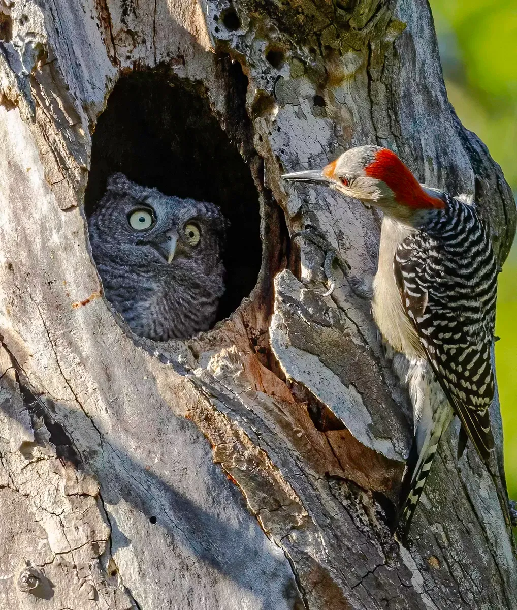 Фото: Comedy Wildlife Awards 2024