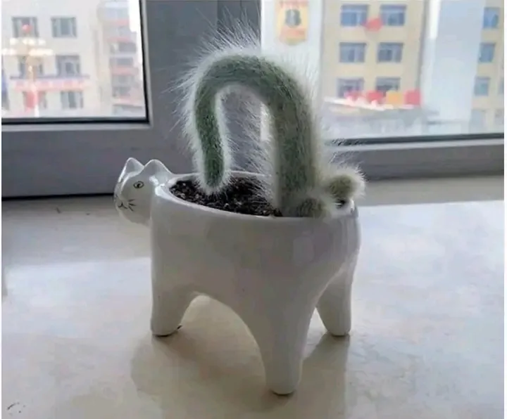 Идеальный кактус🌵 #1