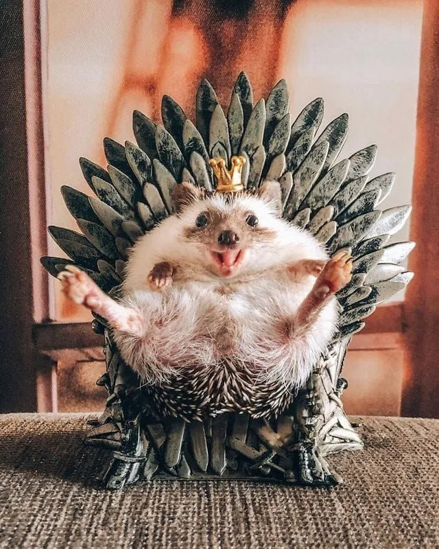 На троне 😉🦔 #1