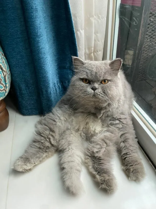 Котоног🤣 #1