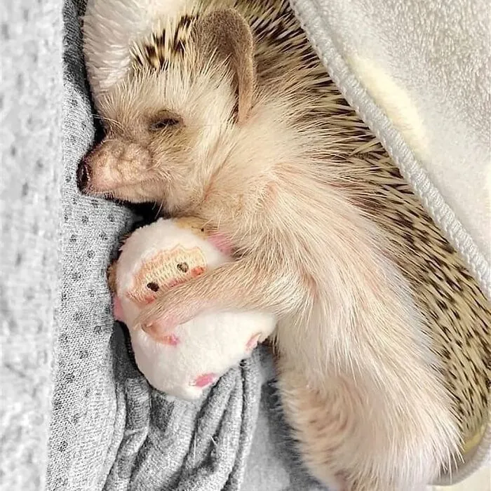Спокойной ночи 🦔 #1