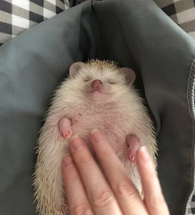 Спокойной ночи 🦔 #2