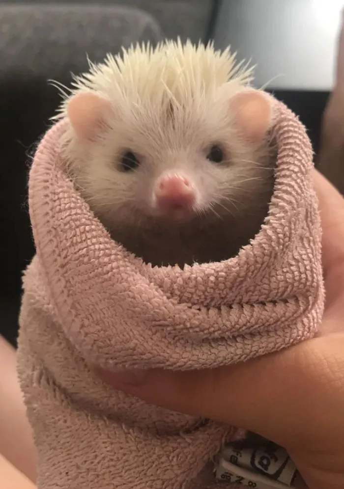 Спокойной ночи 🦔 #3