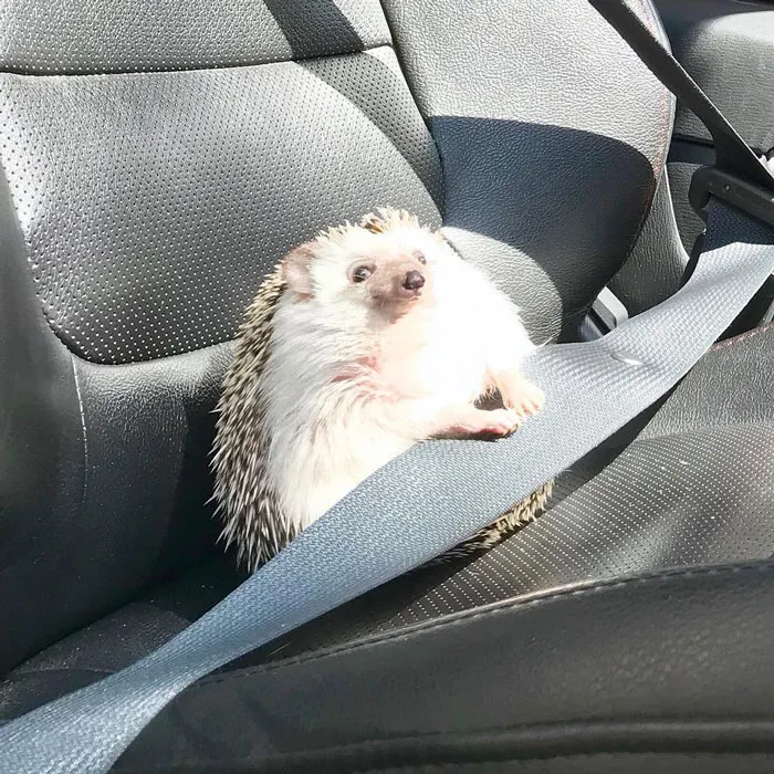Довольная колючая мордашка 🦔😉🥰 #1
