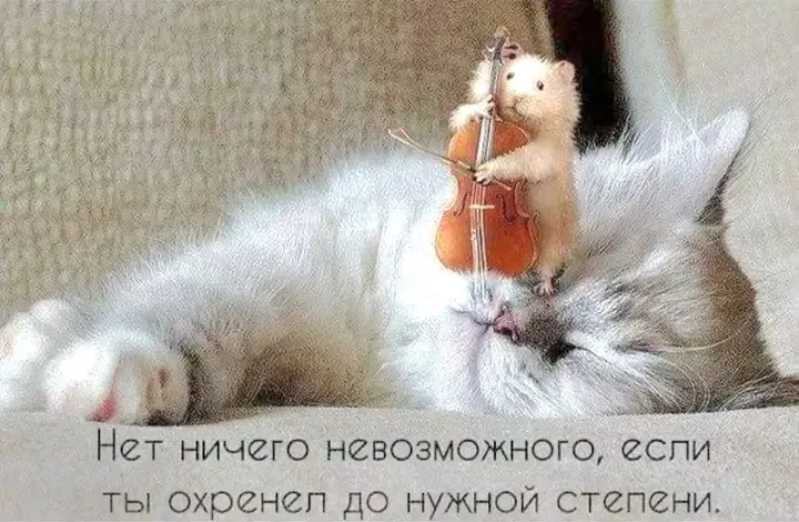 👌🐈🐀🎻 #1