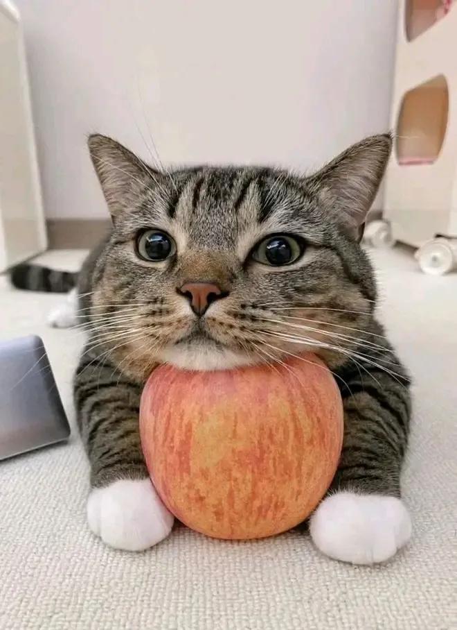 Вот вам apple😉🐈🍎 #1