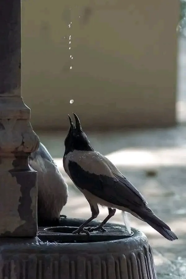 🐦💦 #1