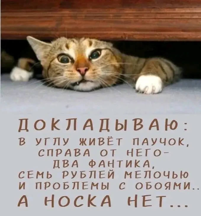 🤣🐈👍 #1