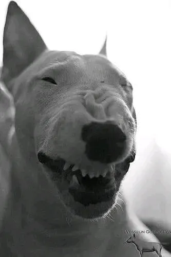 Кайзер 🐶 #2