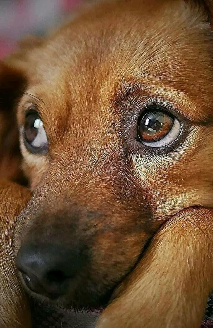 Мыслитель 🐕 #1