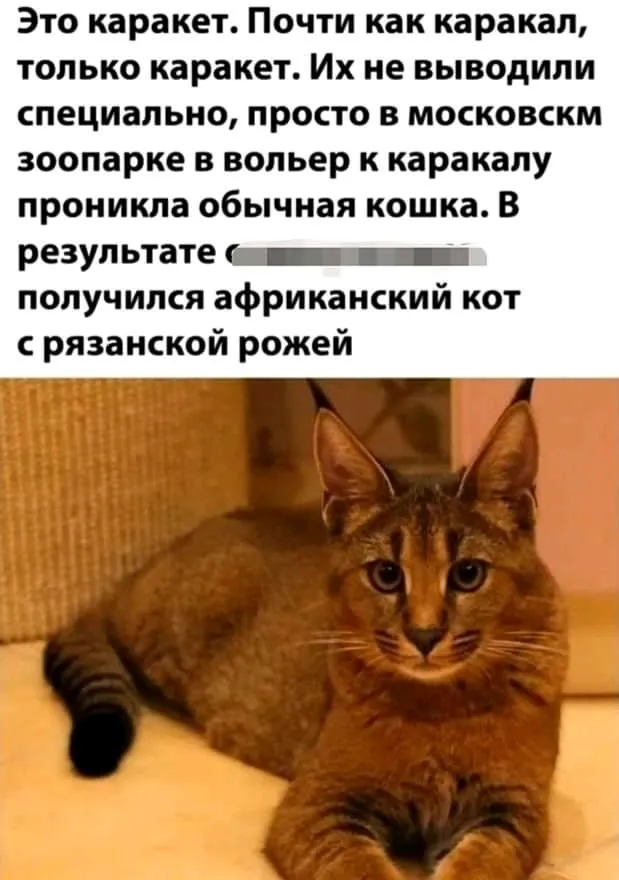 Каракет- результат визита обычной кошки🐈😉 #1
