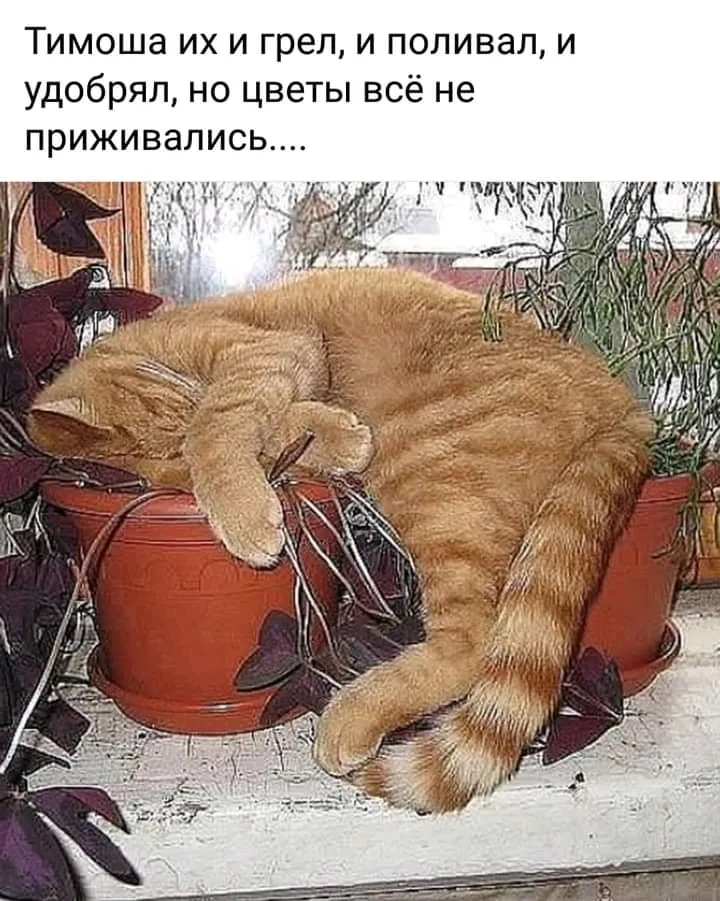 Горе — садовод🐈👍 #1