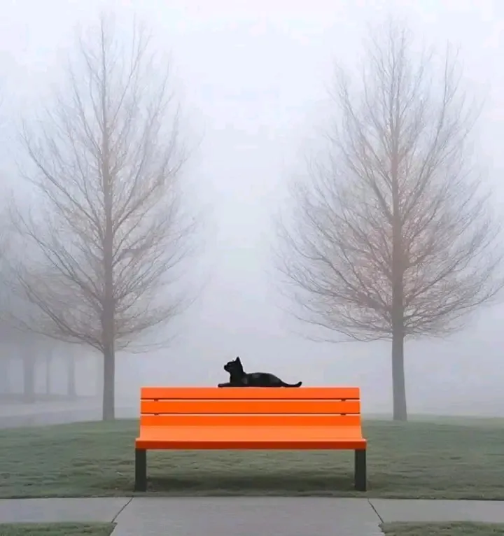 👌🐈 #1
