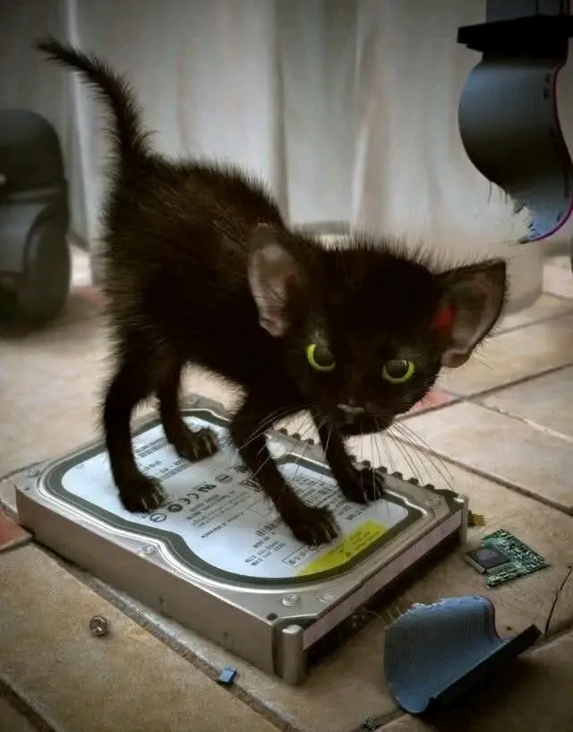 Что-то пошло не так 🤣🐈😎 #2