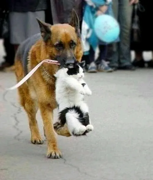 Возвращение блудного кота😉🐈 #1