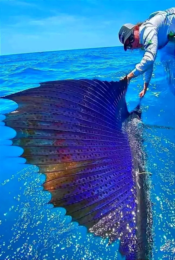 Парусник—самая быстрая рыба🐟 #2