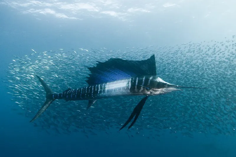 Парусник—самая быстрая рыба🐟 #5