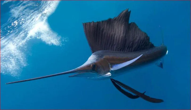 Парусник—самая быстрая рыба🐟 #4