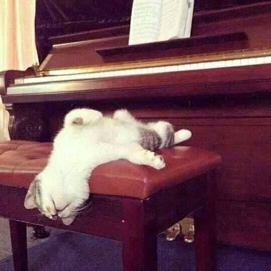 Артист 🐈👍 #1