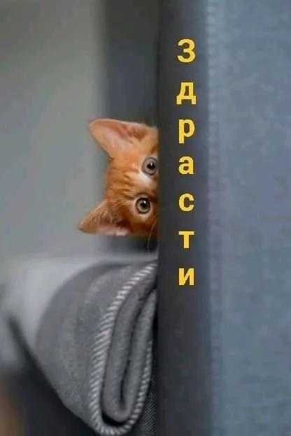 🐾🌞🐱 #1