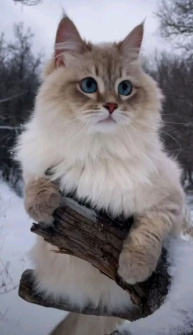 С Добрым Утром 🐾🐈🐱 #1