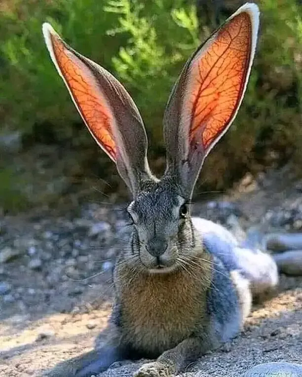 Привет👋 🐇 #1