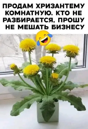 Если вдруг вам показалось, что это не хризантемы, просто молчите!!! ЭТО ХРИЗАНТЕМЫ!!!!! 