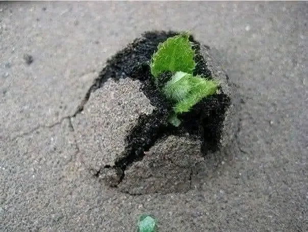 И даже то, чего быть не может, порою тоже может быть 🌱 #1