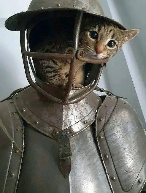 Железный рыцарь 🐈 #1