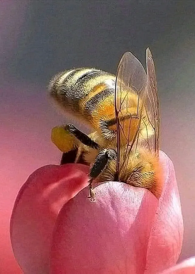 С головой в работу 🐝🌱 #1