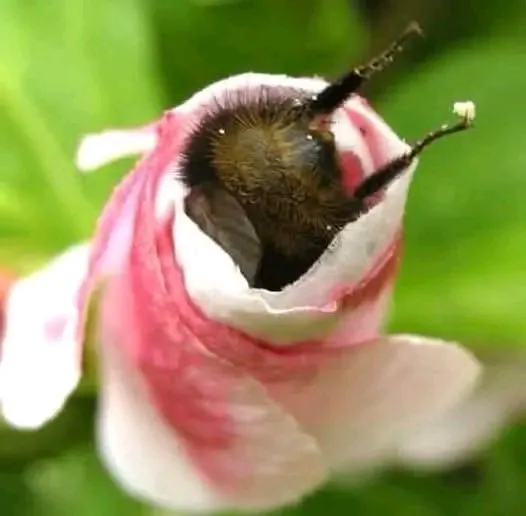 С головой в работу 🐝🌱 #2