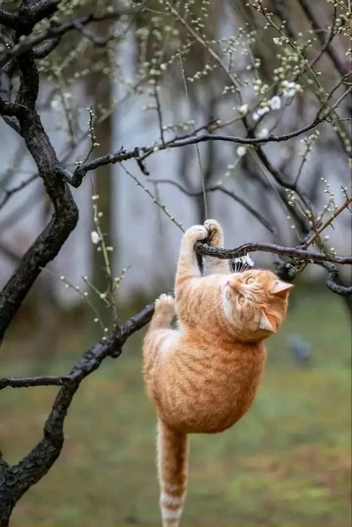 🐾🐈😉 #1