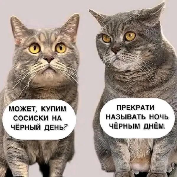 "Кошачий "чёрный день"🐈 #1