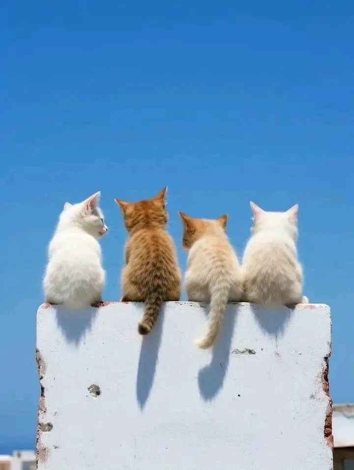 Доброго Всем Утра 🌞🐾🐈😉 #1