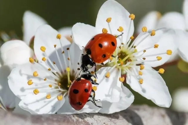 Божья коровка🐞 #2