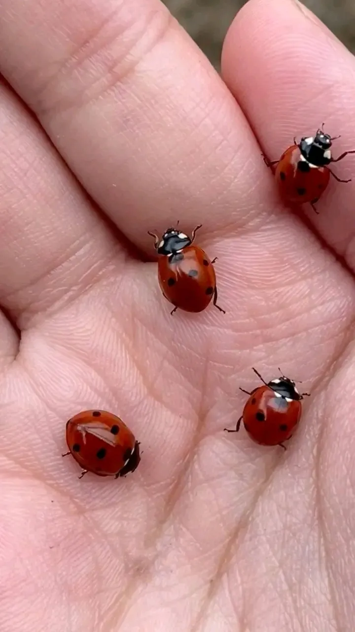 Божья коровка🐞 #3