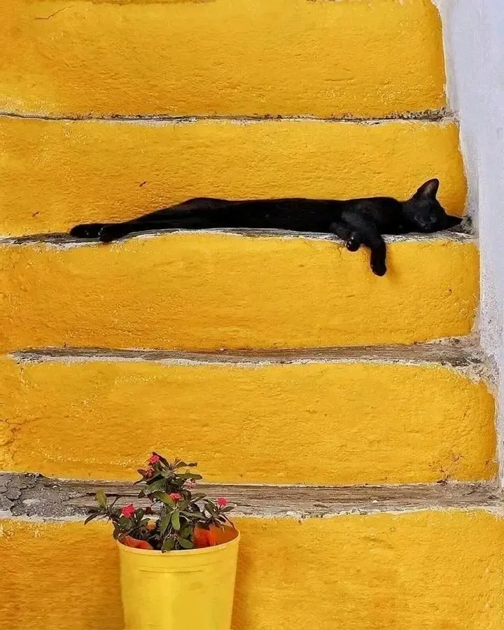 Котосессия🐈 #1