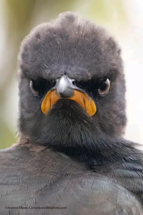 Andrew Mayes. Comedywildlifephoto. com