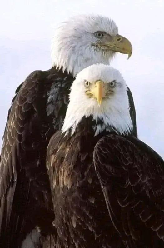 Красавцы 🦅🦅 #1