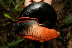 Огненная улитка🐌 #4