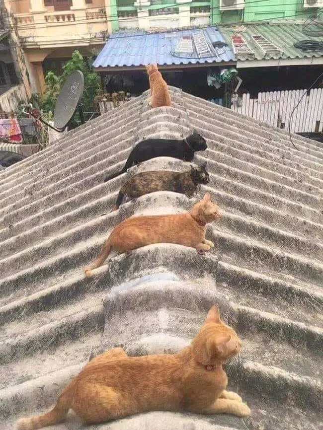 С Добрым Утром🌞 🐈😉 #1