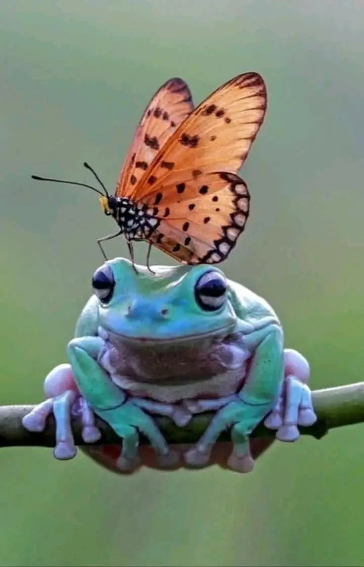 🐸🐸🐸 #2