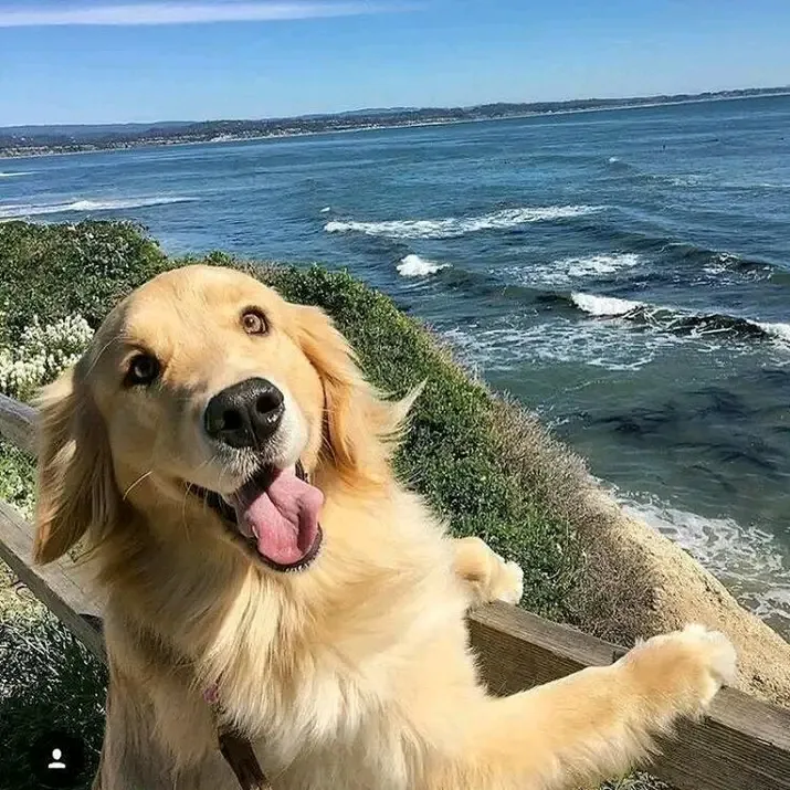 С Добрым Утром🌞🐾 #1