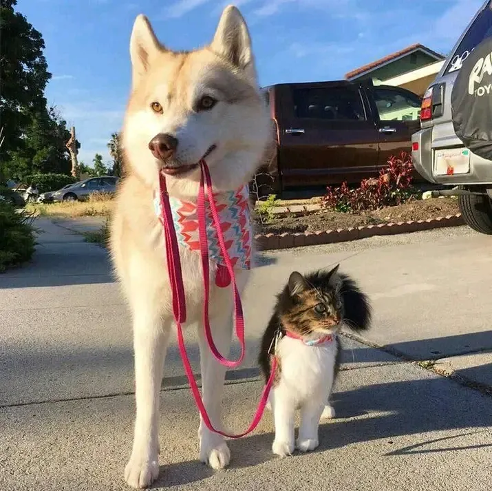 Выгул кота🐈😉👍 #1