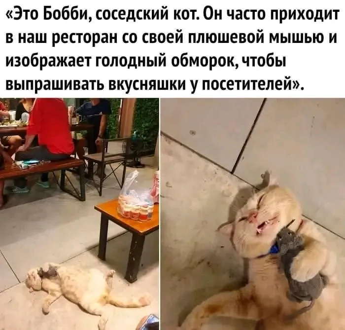 🐈 🐀 #1